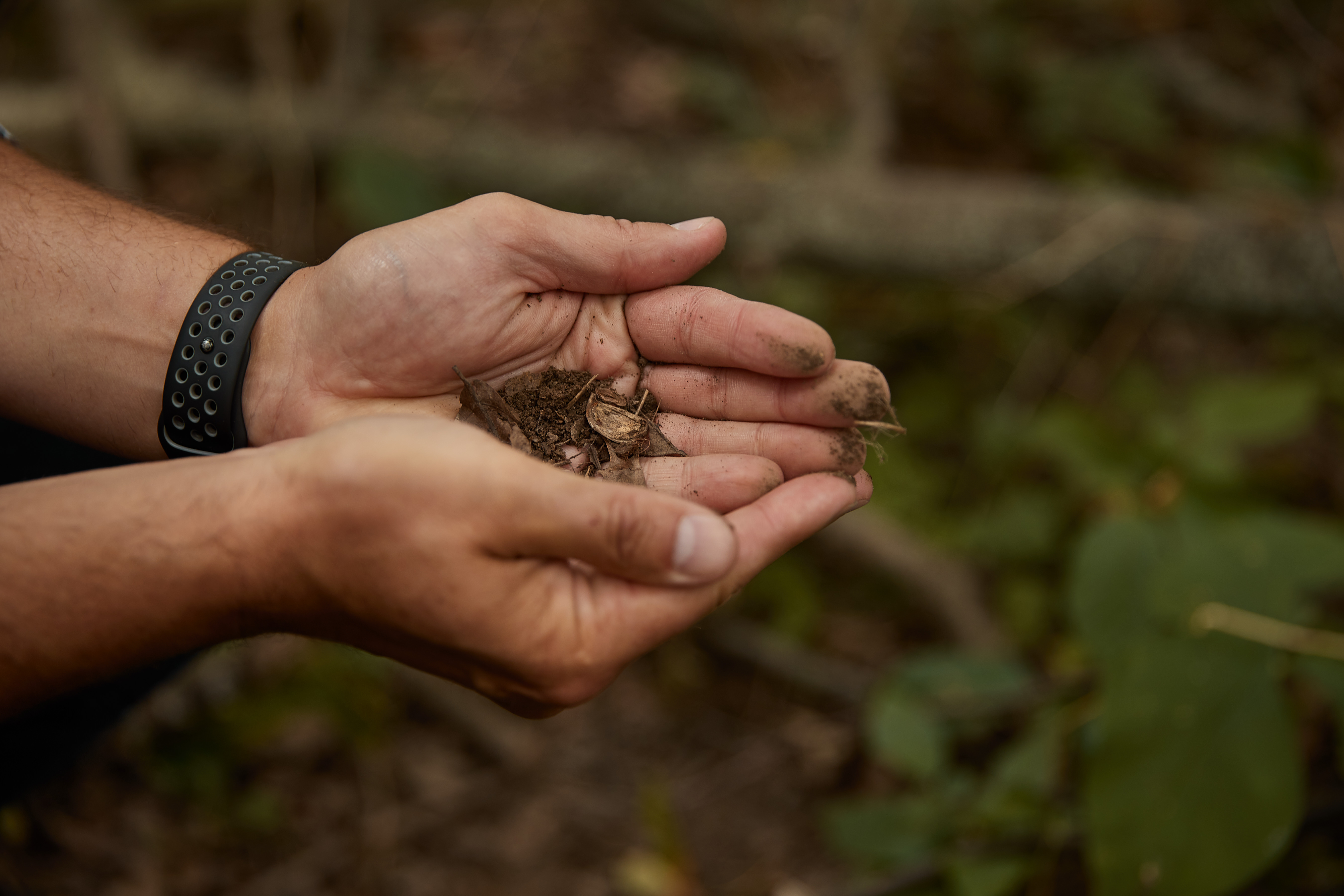 Hands holding soil